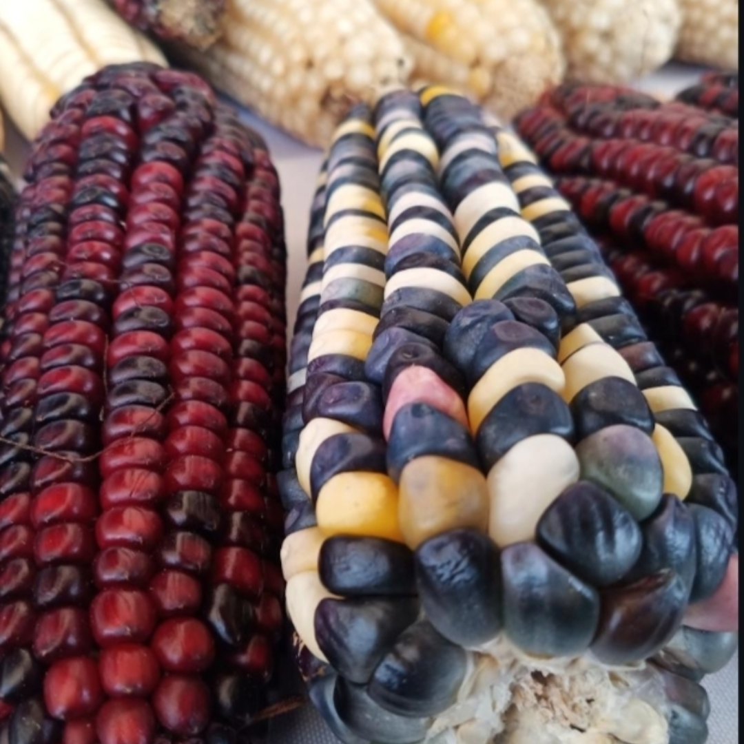 Maíz azul nativo, base de los productos artesanales de Calpan
